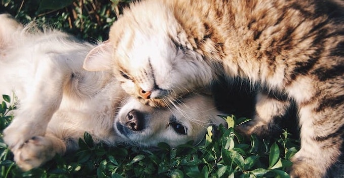 codice-sconto-isola-dei-tesori