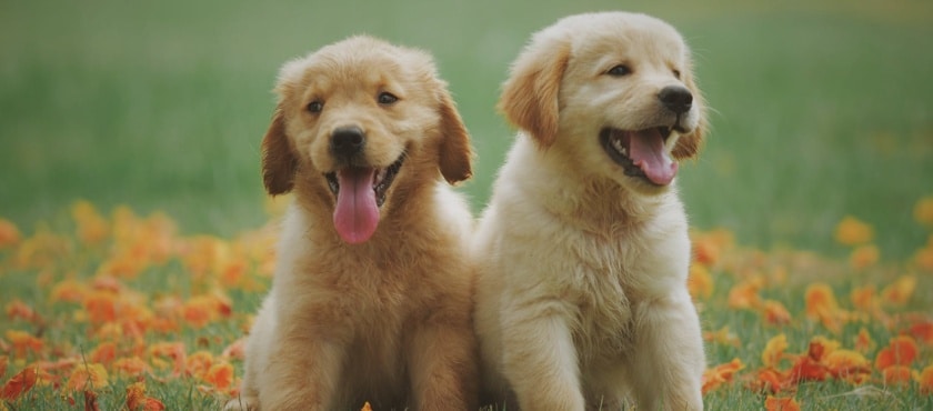 Codice sconto Zooplus